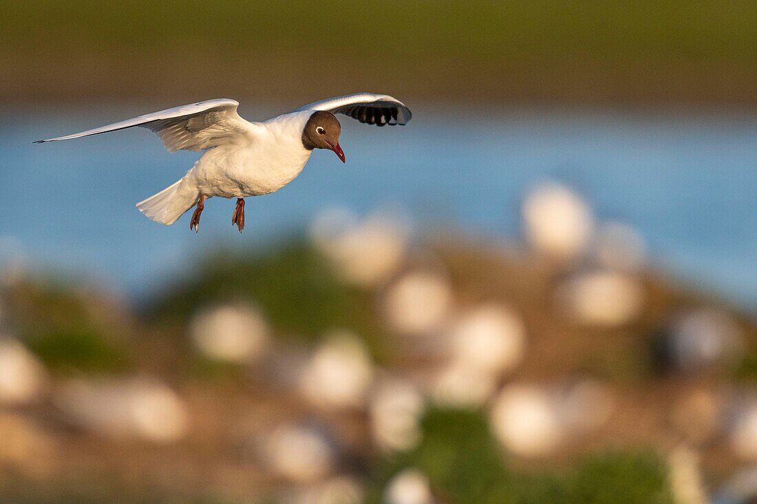 Frankreich, Somme, Somme-Bucht, Crotoy-Sumpf, Le Crotoy, jedes Jahr lässt sich eine Lachmöwenkolonie (Chroicocephalus ridibundus - Lachmöwe) auf den Inseln des Crotoy-Sumpfes nieder, um zu nisten und sich fortzupflanzen