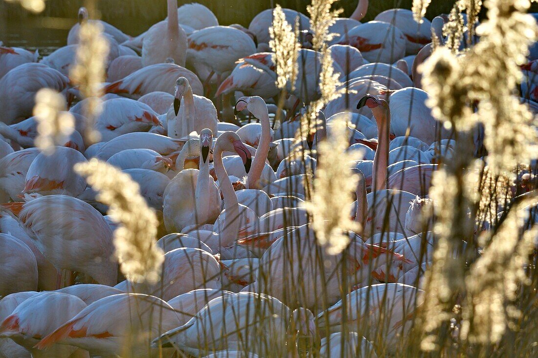 France, Bouches du Rhone, Camargue, Pont de Gau reserve, Pink flamingos (Phoenicopterus roseeus), reed beds\n