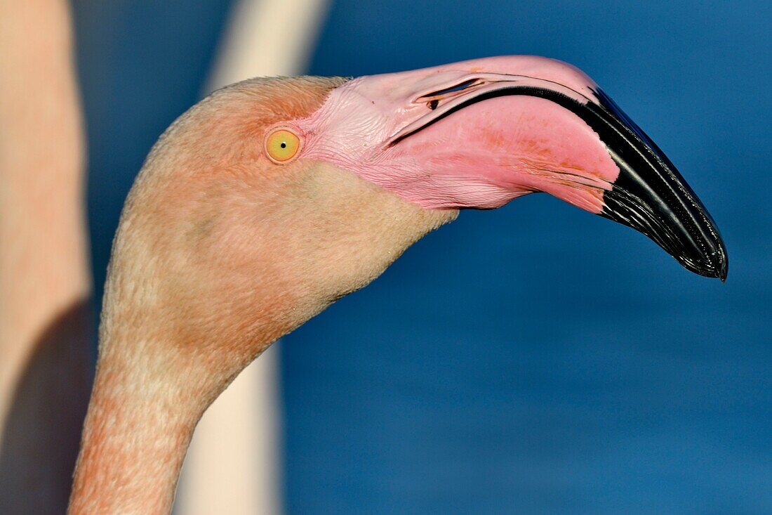 Frankreich, Bouches du Rhone, Camargue, Naturschutzgebiet Pont de Gau, Flamingos (Phoenicopterus roseeus)