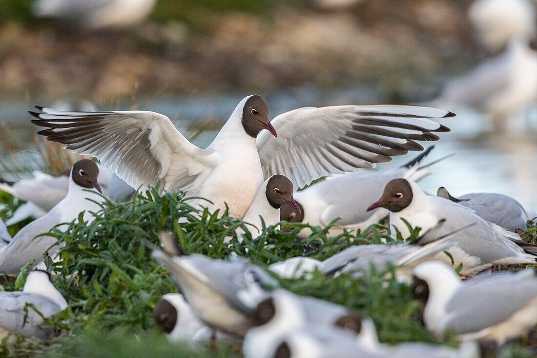 France, Somme, Baie de Somme, Le Crotoy, The marsh of Crotoy welcomes each year a colony of Black-headed Gull (Chroicocephalus ridibundus - Black-headed Gull) which come to nest and reproduce on islands in the middle of the ponds, the couplings are regular\n