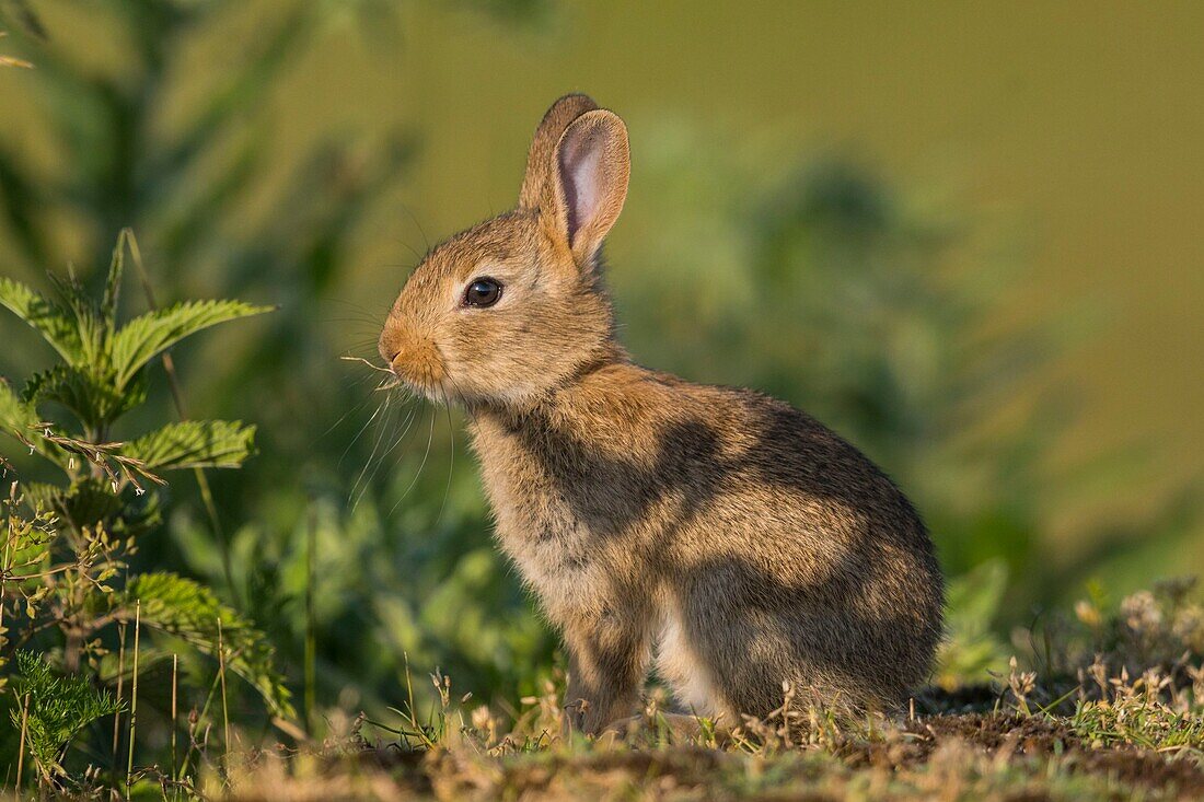 France, Somme, Somme Bay, Cayeux sur mer, Ault, Hâble d'Ault, One of many rabbits near rabbit terriers in gravelly lawns\n