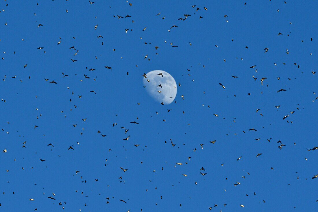 France, Doubs, Swiss border, bird, Chaffinch (Fringilla montifringilla) gathering in dormitory for the night, moon in the background, flying concentrate\n