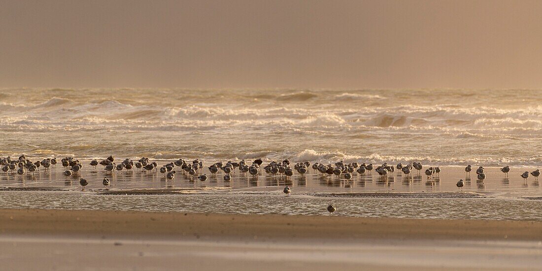 France, Somme, Quend-Plage, on the beach at tide, the Great Gulls (Larus canus - Mew Gull) follow the flow to find their food\n