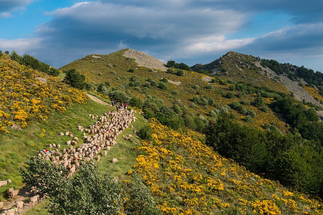 France, Ardeche, parc naturel régional des Monts d'Ardeche (Regional natural reserve of the Mounts of Ardeche), La Souche, Mont Aigu, transhumance on the Tanargue Massif\n