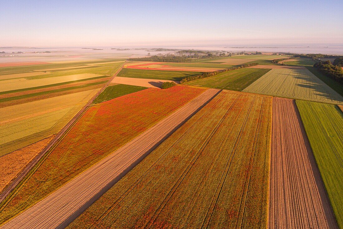 France, Somme, Bay of the Somme, Saint-Valery-sur-Somme, The fields of poppies between Saint-Valery-sur-Somme and Pendé have become a real tourist attraction and many people come to photograph there (aerial view)\n