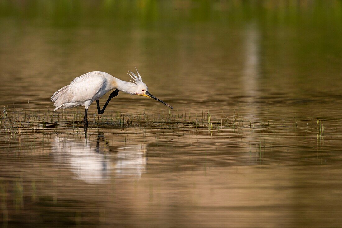 France, Somme, Somme Bay, Natural Reserve of the Somme Bay, Marquenterre Ornithological Park, Saint Quentin en Tourmont, White Spoonbill (Platalea leucorodia Eurasian Spoonbill) bath and toilet\n