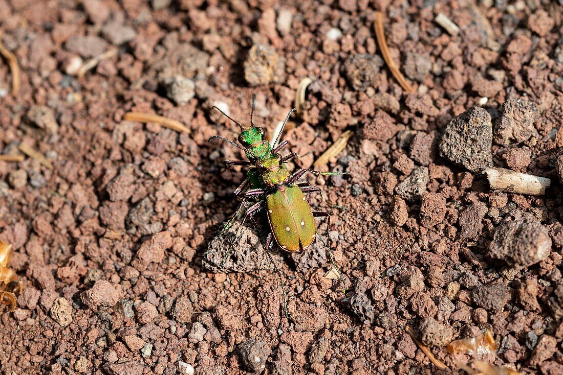 France, Haute Loire, Allegre, Natural regional park of Livradois Forez, volcano of Mont Bar, green tiger beetle (Cicindela campestris)\n