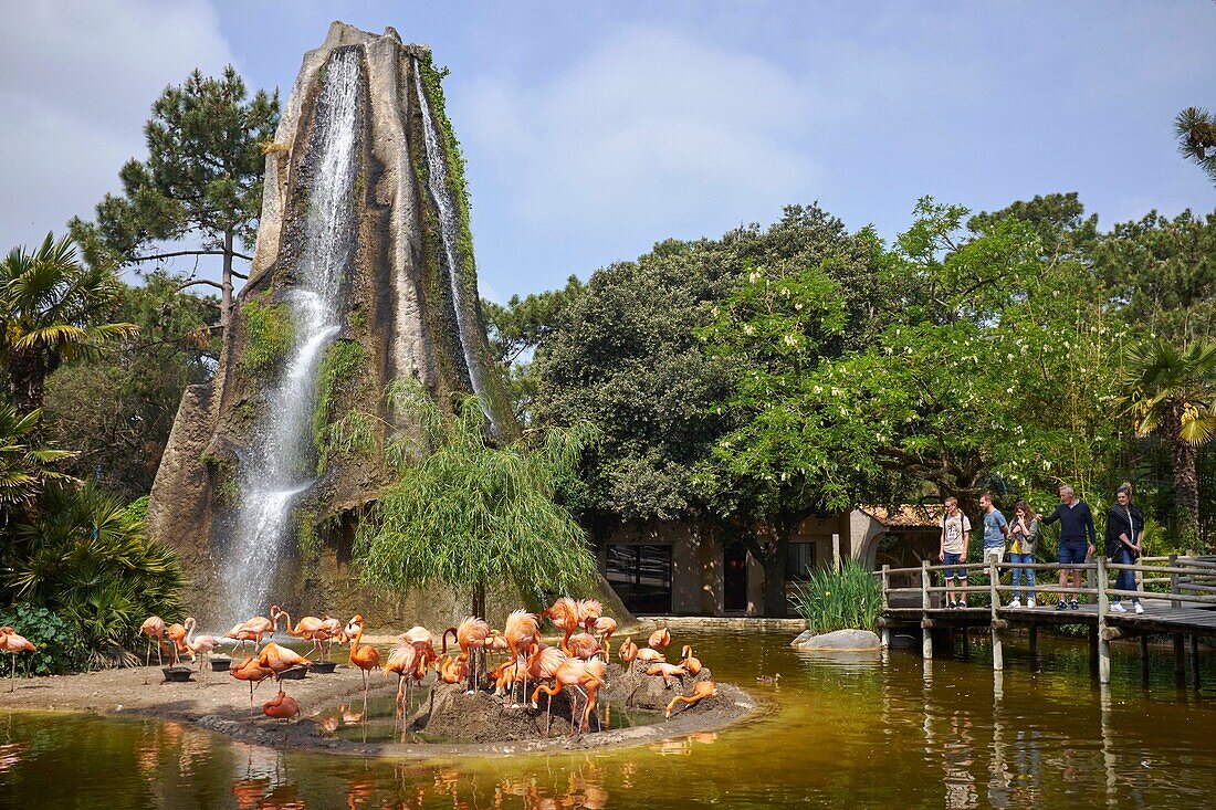 France, Charente Maritime, Les Mathes, La Palmyre zoo, American flamingos (Phoenicopterus ruber)\n