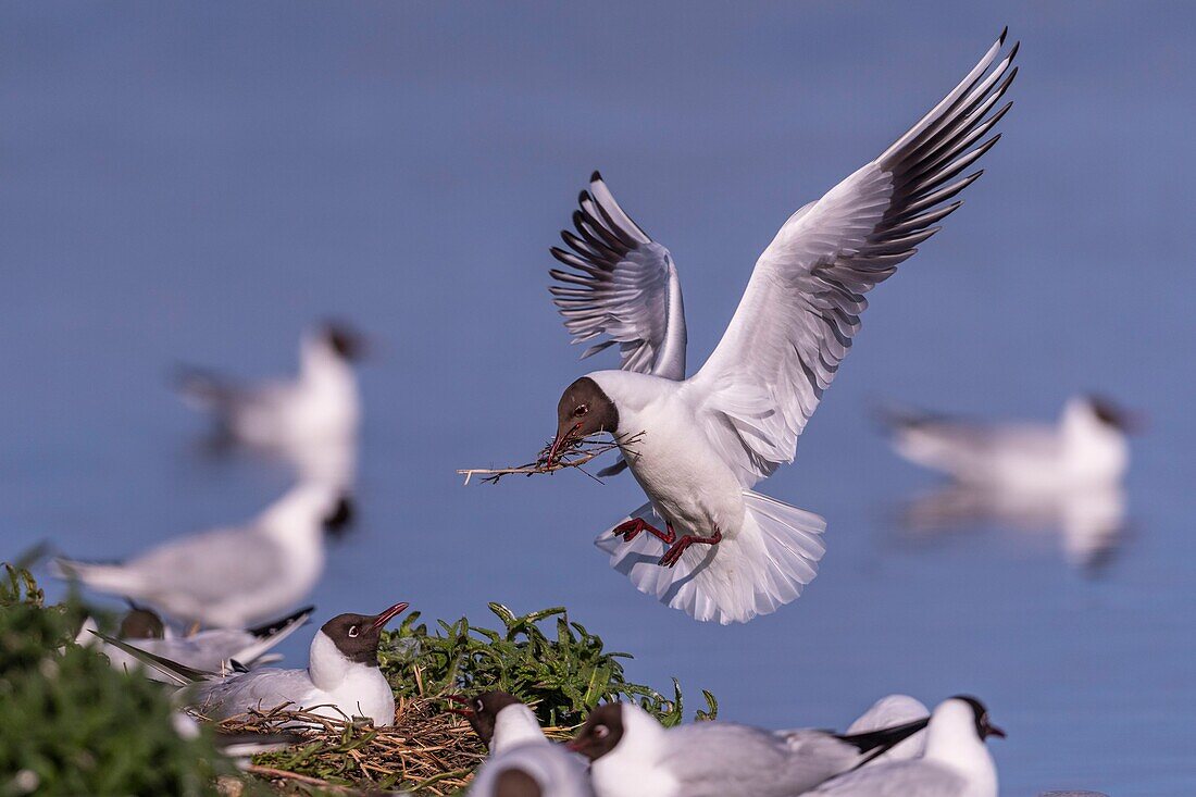 Frankreich, Somme, Baie de Somme, Le Crotoy, Der Sumpf von Crotoy beherbergt jedes Jahr eine Lachmöwenkolonie (Chroicocephalus ridibundus - Lachmöwe), die zum Nisten und zur Fortpflanzung auf die Inseln in der Mitte der Teiche kommt, Möwen jagen dann Materialien für den Bau der Nester