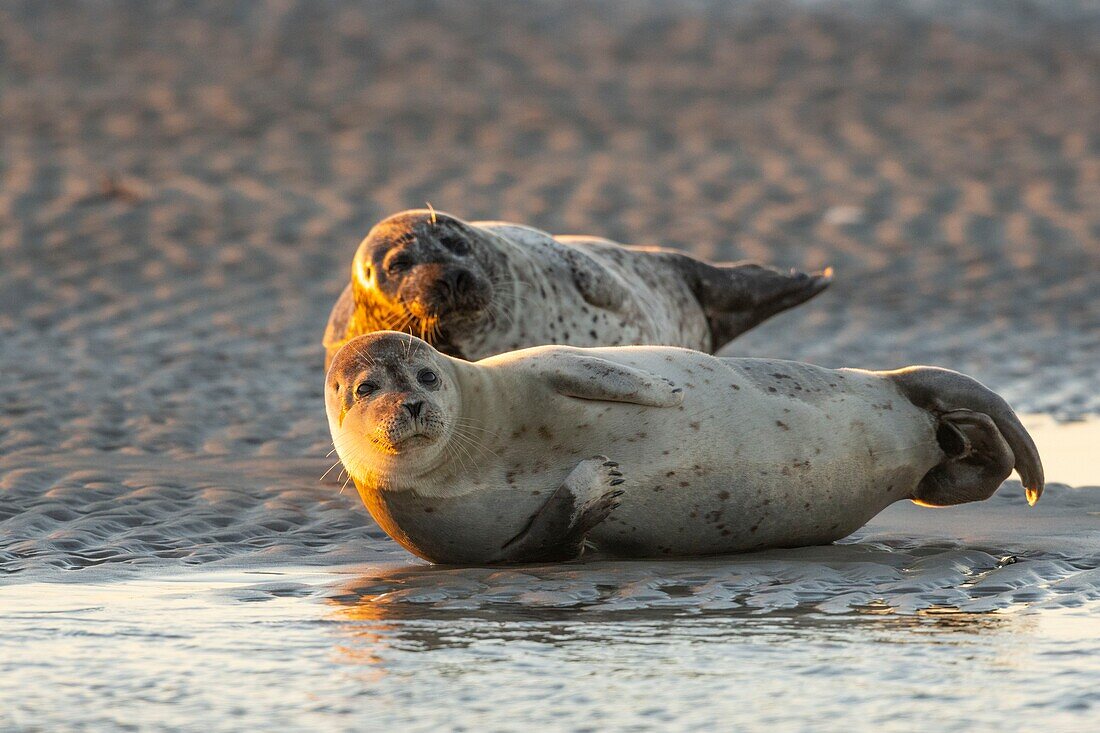 France, Pas de Calais, Authie Bay, Berck sur Mer, common seal (Phoca vitulina), at low tide the seals rest on the sandbanks from where they are chased by the rising tide\n