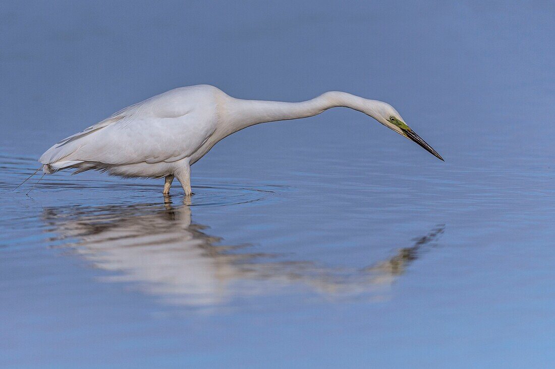 France, Somme, Baie de Somme, Le Crotoy, Crotoy Marsh, Great Egret (Ardea alba - Great Egret) fishing catching a fish\n