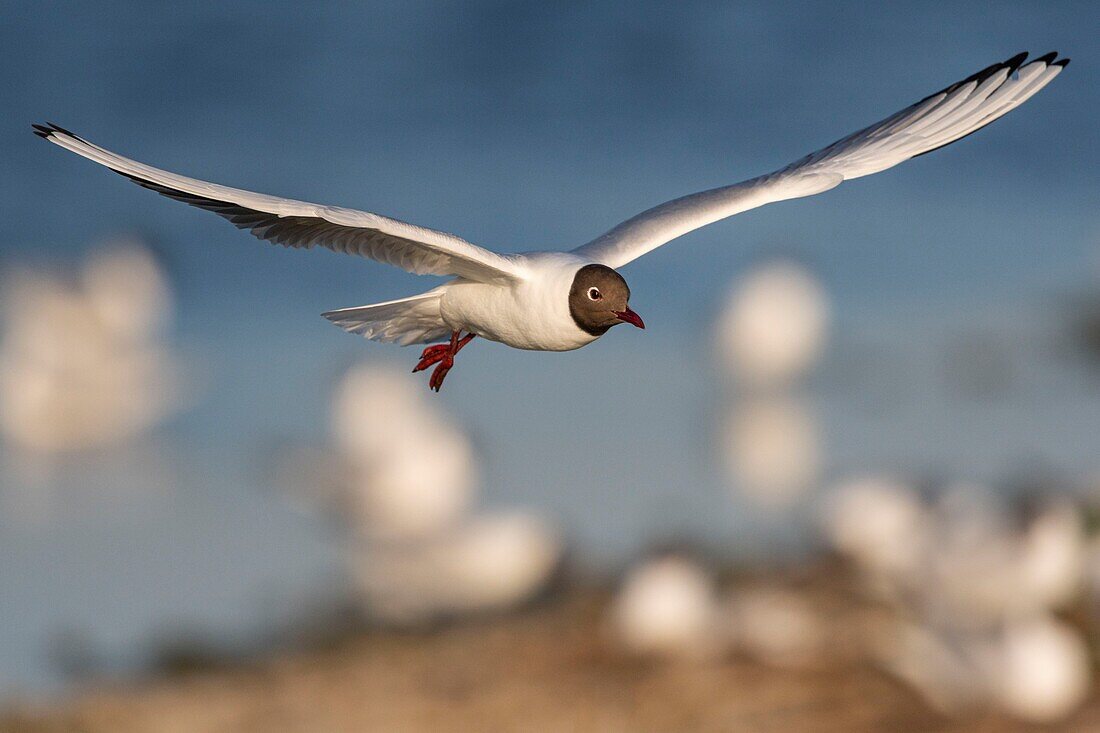 Frankreich, Somme, Somme-Bucht, Crotoy-Sumpf, Le Crotoy, jedes Jahr lässt sich eine Lachmöwenkolonie (Chroicocephalus ridibundus - Lachmöwe) auf den kleinen Inseln des Crotoy-Sumpfes nieder, um zu nisten und sich fortzupflanzen