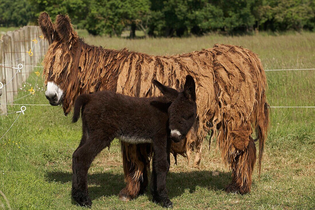 France, Charente Maritime, La Tillauderie farm near Dampierre sur Boutonne, asinery of the donkey of the Poitou, jenny-ass and its baby\n