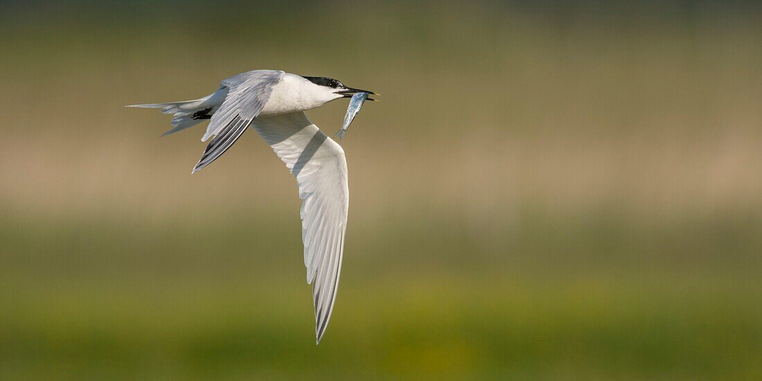 Frankreich, Somme, Somme-Bucht, Ault, Cayeux sur mer, Ault Hâble, Küstenseeschwalbenkolonie (Thalasseus sandvicensis Sandwich Tern), die sich zum Brüten niedergelassen hat, einer der Partner bringt Fische als Opfergabe oder zur Fütterung des einen, der schwelgt, aber die Seeschwalben werden von den Möwen belästigt, die ihnen einen beträchtlichen Teil ihres Fangs stehlen