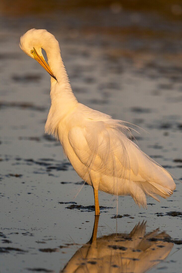 France, Somme, Somme Bay, Le Crotoy, Crotoy Marsh, Great Egret (Ardea alba) fishing in the pond\n