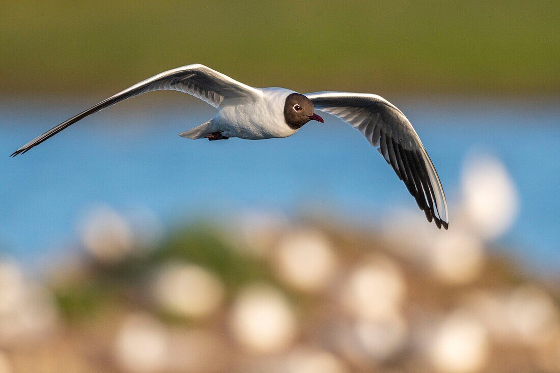 Frankreich, Somme, Baie de Somme, Le Crotoy, Der Sumpf von Crotoy beherbergt jedes Jahr eine Kolonie von Lachmöwen (Chroicocephalus ridibundus), die auf den Inseln in der Mitte der Teiche nisten und sich fortpflanzen