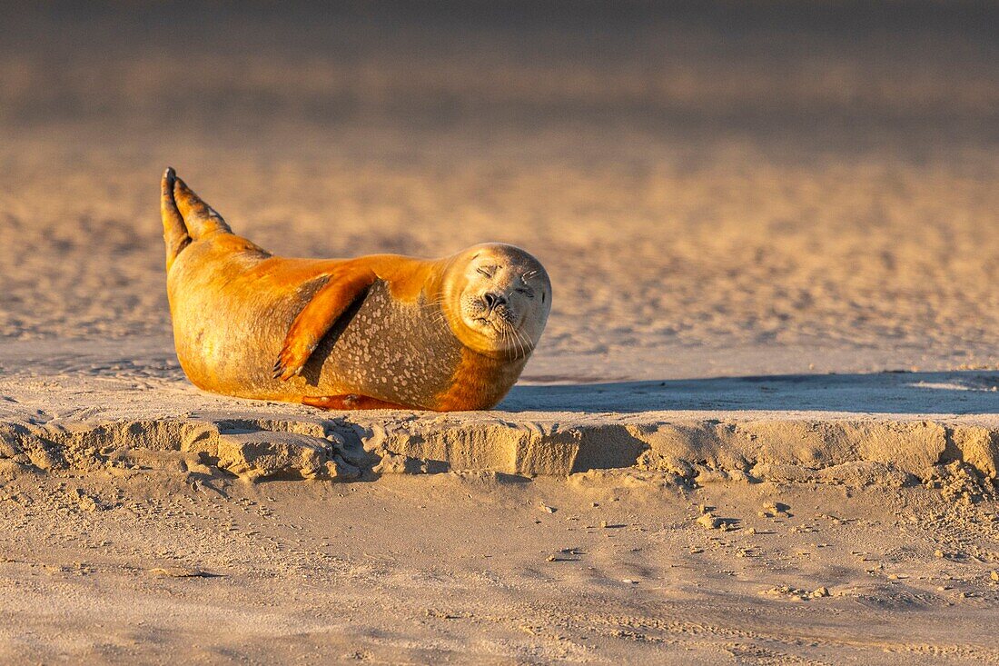 France, Pas de Calais, Opal Coast, Berck sur Mer, common seal (Phoca vitulina), seals are today one of the main tourist attractions of the Somme Bay and the Opal Coast\n