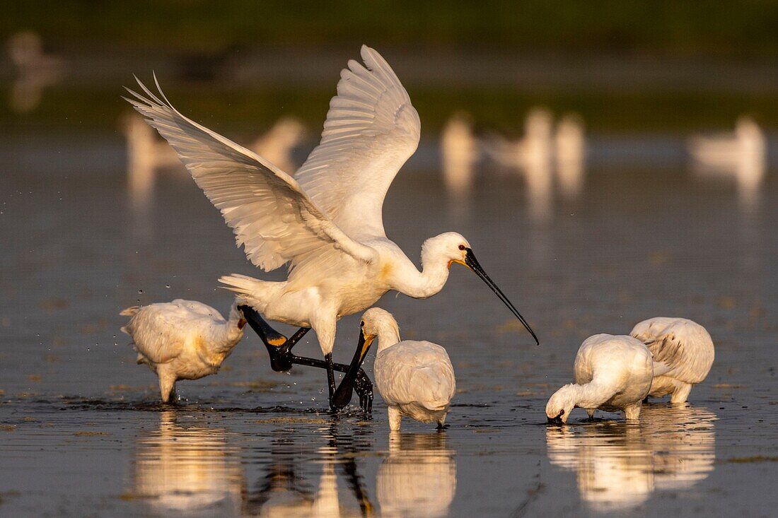 Frankreich, Somme, Somme Bay, Le Crotoy, Crotoy Marsh, Ansammlung von Löfflern (Platalea leucorodia Eurasian Spoonbill), die in einer Gruppe zum Fischen in den Teich kommen, mit einigen Konflikten zwischen Vögeln