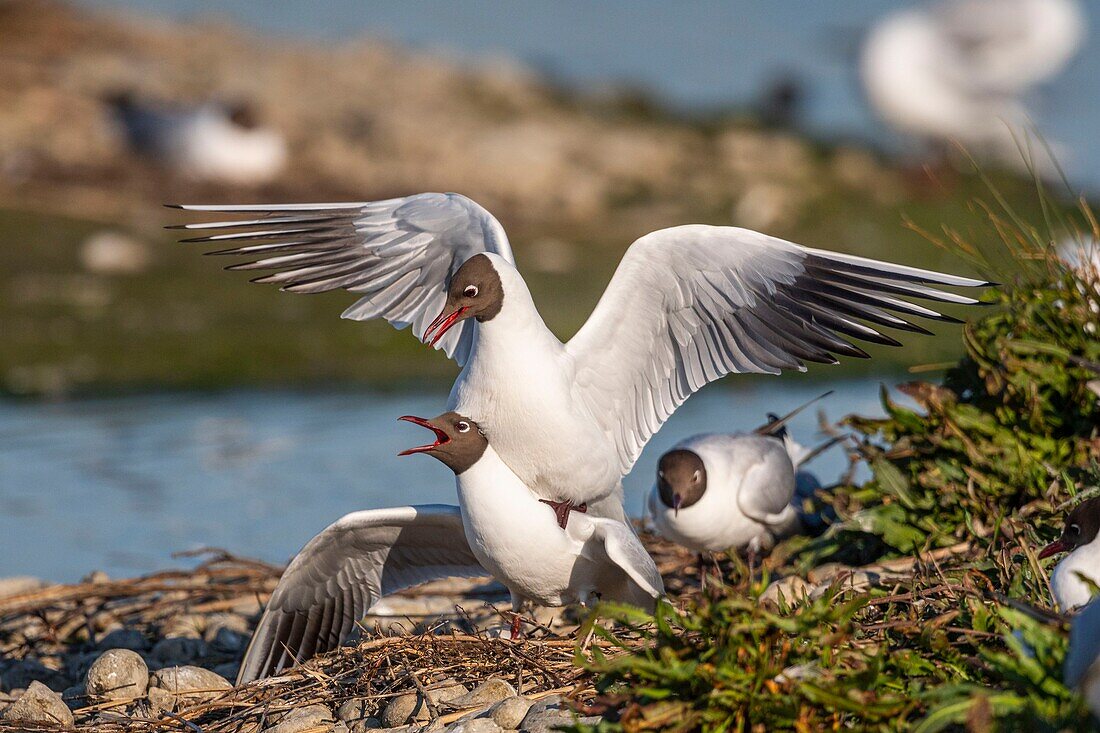 France, Somme, Baie de Somme, Crotoy Marsh, Le Crotoy, every year a colony of black-headed gulls (Chroicocephalus ridibundus - Black-headed Gull) settles on the islets of the Crotoy marsh to nest and reproduce , the couplings are frequent\n