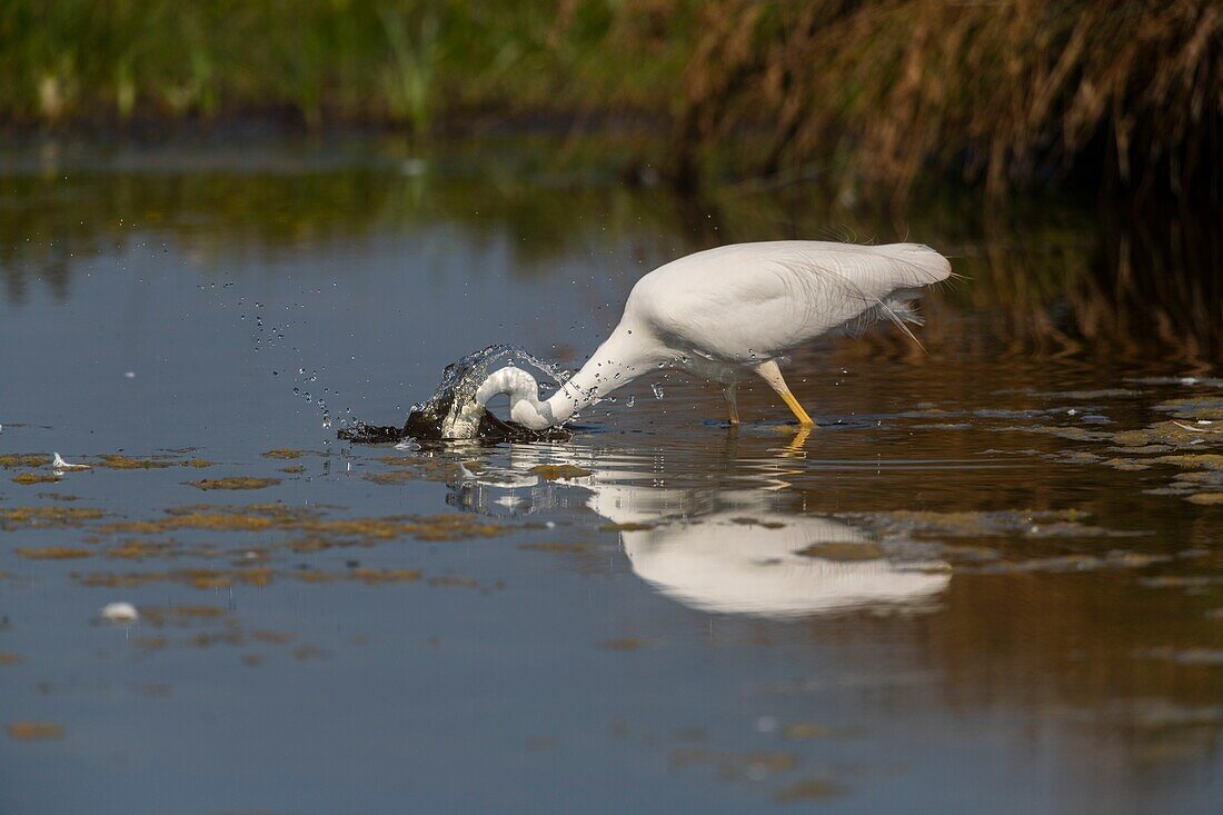 France, Somme, Somme Bay, Le Crotoy, Crotoy Marsh, Great Egret (Ardea alba) fishing in the pond\n