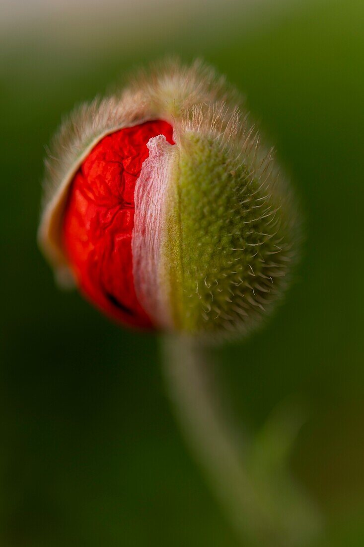 Frankreich, Somme, Tal der Authie, Mohn, Argoules, die Gärten von Valloires sind botanische und landschaftliche Gärten auf dem Gelände der alten Zisterzienserabtei von Valloires auf einer Fläche von 8 Hektar und beschriftet bemerkenswerten Garten