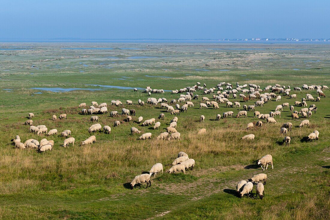 Frankreich, Somme, Baie de Somme, Cap Hornu, Schafe auf gesalzenen Wiesen in der Baie de Somme