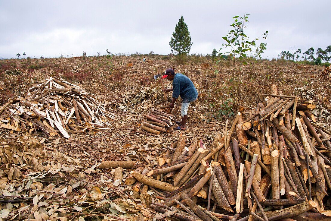 Madagaskar, Alaotra-Mangoro, Abholzung zur Herstellung von Holzkohle