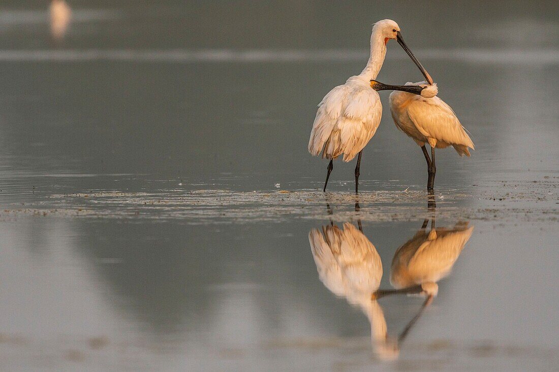 Frankreich, Somme, Somme Bay, Le Crotoy, Crotoy Marsh, Löffler (Platalea leucorodia Eurasian Spoonbill), gemeinsame und gegenseitige Pflege zur Aufrechterhaltung der sozialen Bindungen