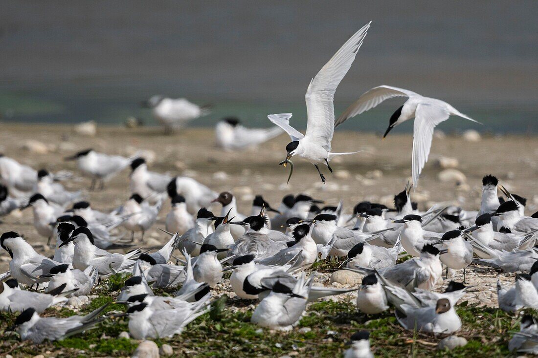 Frankreich, Somme, Baie de Somme, Cayeux sur Mer, der Hable d'Ault beherbergt regelmäßig eine Kolonie von Brandseeschwalben (Thalasseus sandvicensis ) während der Brutzeit