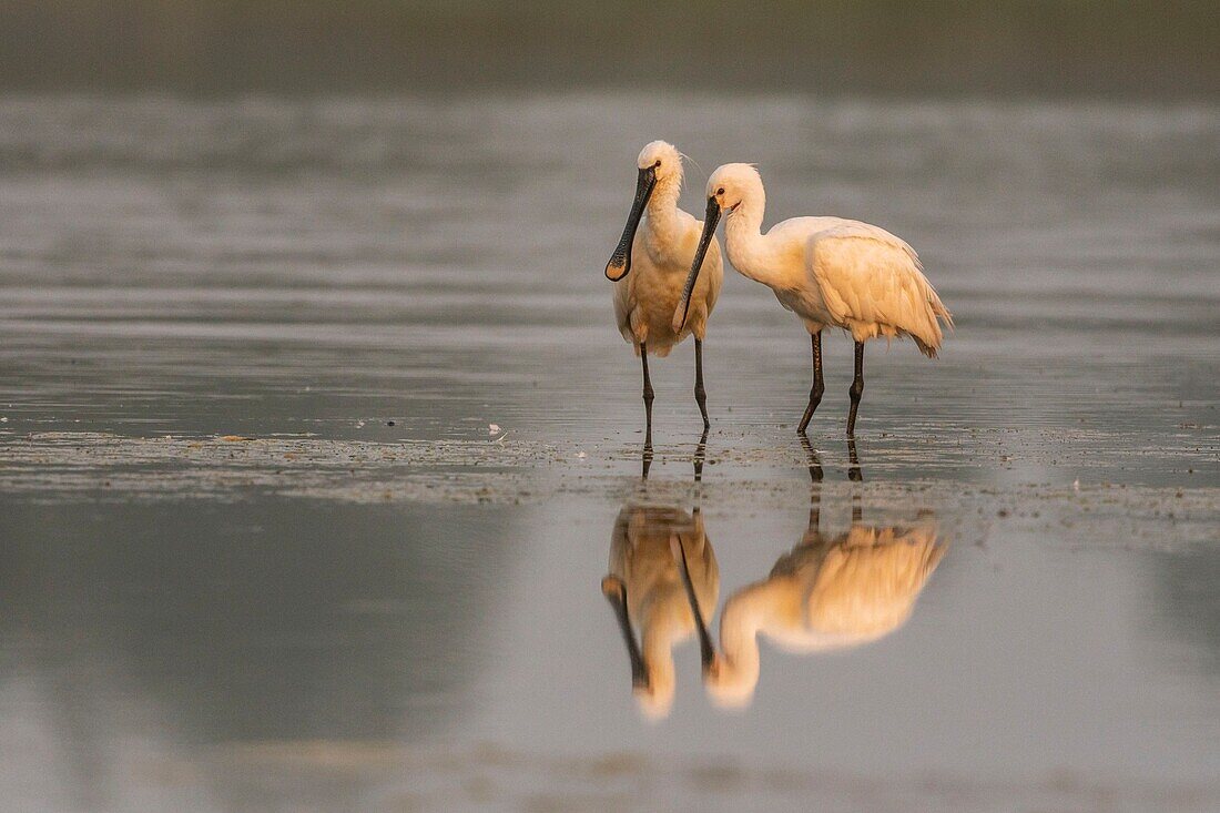 Frankreich, Somme, Somme Bay, Le Crotoy, Crotoy Marsh, Löffler (Platalea leucorodia Eurasian Spoonbill), gemeinsame und gegenseitige Pflege zur Aufrechterhaltung der sozialen Bindungen