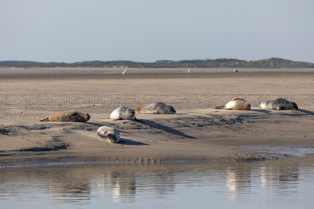 Frankreich, Pas de Calais, Authie Bay, Berck sur Mer, Seehund (Phoca vitulina), bei Ebbe ruhen die Seehunde auf den Sandbänken