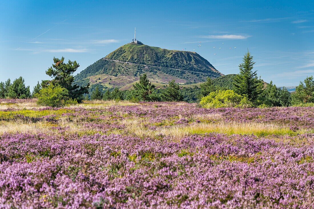 France, Puy de Dome, the Regional Natural Park of the Volcanoes of Auvergne, Chaine des Puys, Orcines, the summit of the Grand Sarcoui volcano covered with heather, the Puy de Dome volcano in the background\n