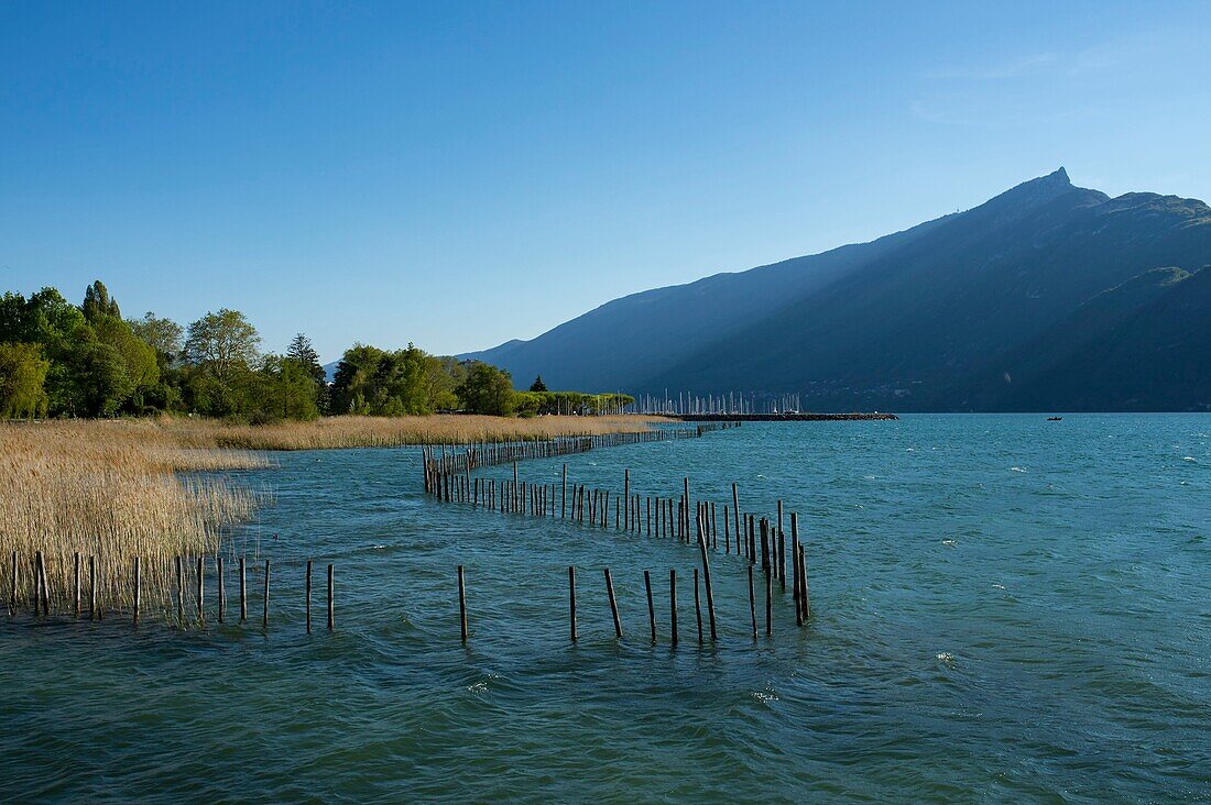 France, Savoie, Lake Bourget, Aix les Bains, Riviera of the Alps, Port Memard reeds and the dent du Chat\n
