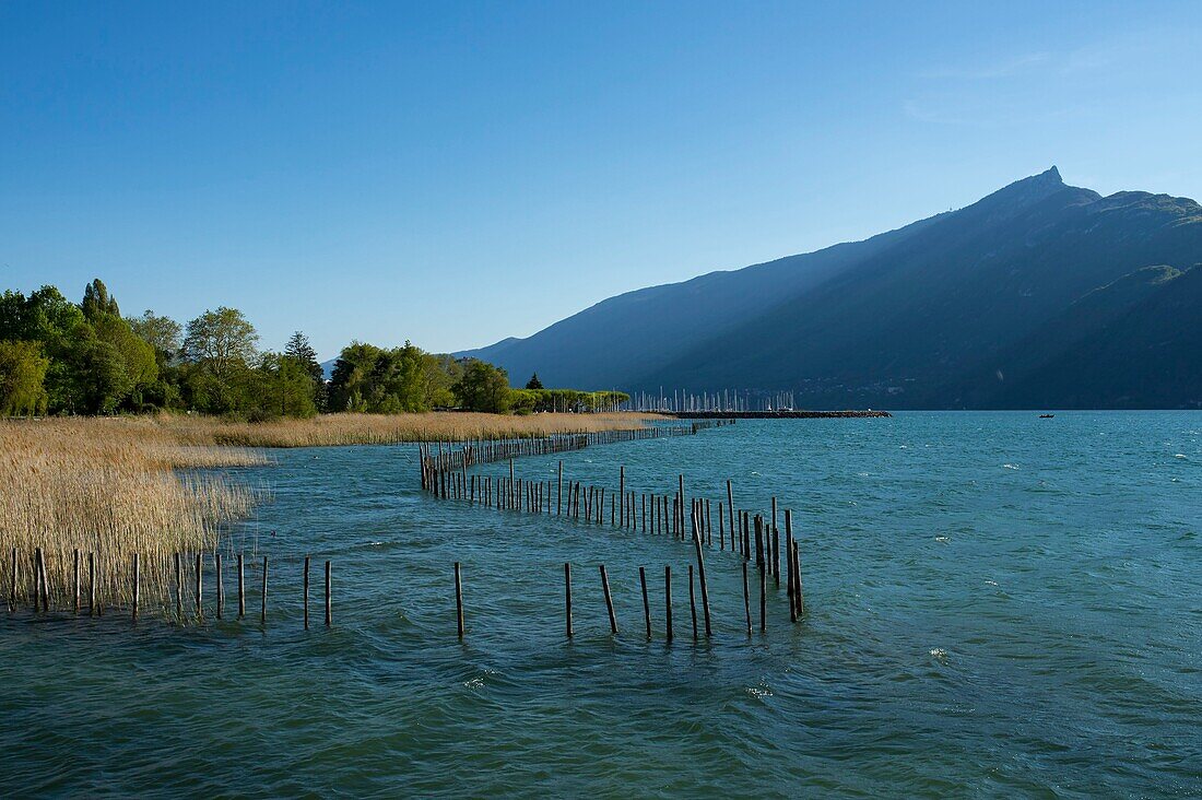 Frankreich, Savoyen, Bourget-See, Aix les Bains, Alpenriviera, Port Memard-Schilf und Dent du Chat