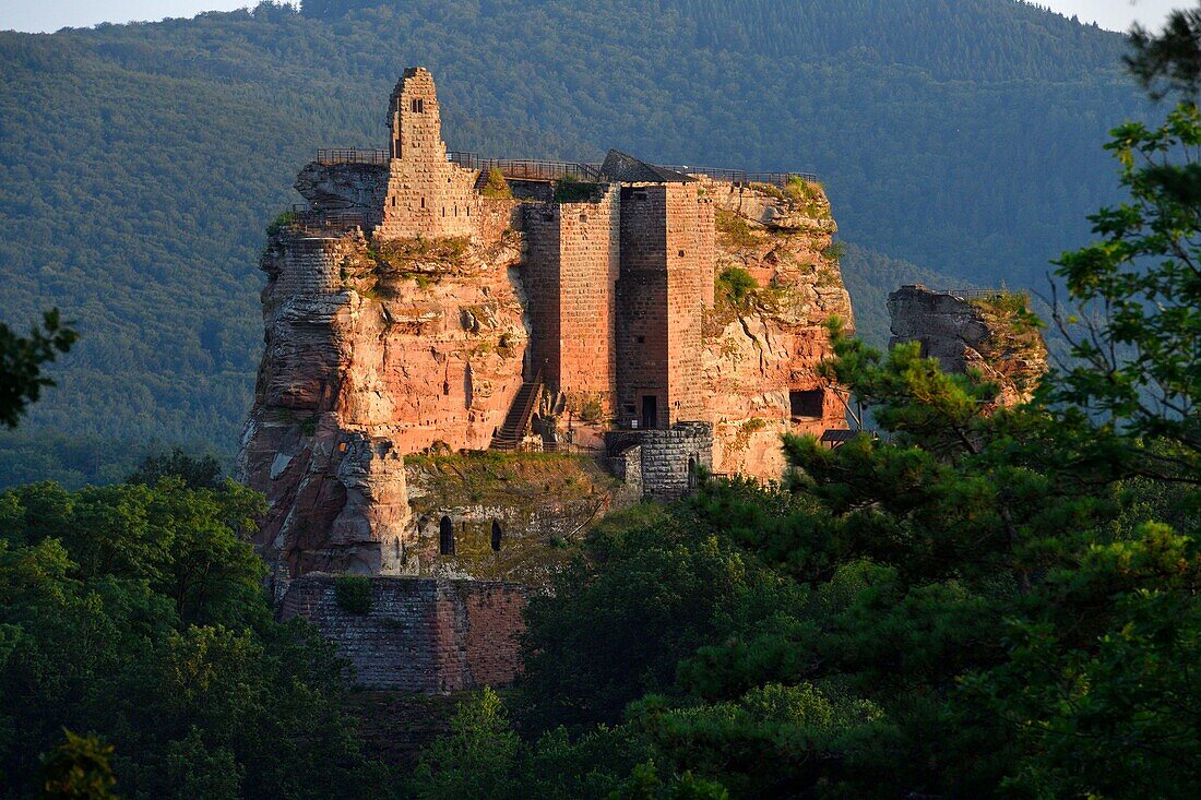 France, Bas Rhin, Parc Naturel Regional des Vosges du Nord (Northern Vosges Regional Natural Park, Lembach, Fleckenstein castle ruins dated 12th century\n