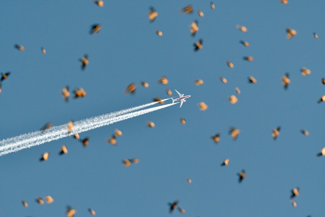 France, Doubs, Swiss border, bird, Chaffinch (Fringilla montifringilla) regrouping in dormitory for the night, moon and long haul plane in the background, flying concentrate\n