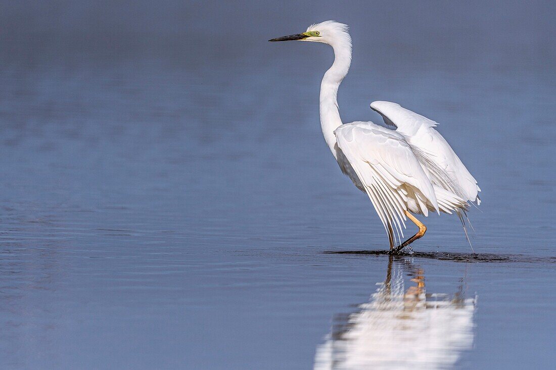 Frankreich, Somme, Baie de Somme, Le Crotoy, Crotoy Marsh, Silberreiher (Ardea alba - Great Egret) beim Fangen eines Fisches