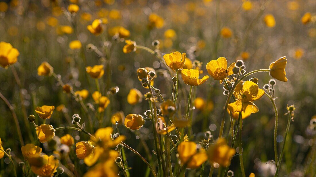 Frankreich, Ardennen, Carignan, Hahnenfuß (Ranunculus repens, Ranunculaceae) auf einer Weide im Frühling