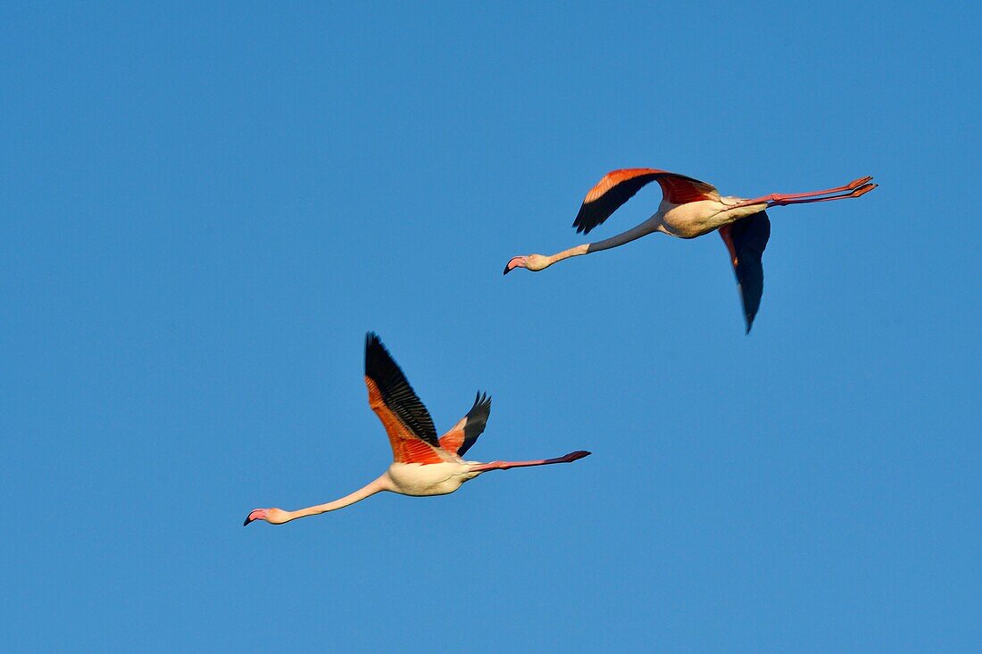 France, Bouches du Rhone, Camargue, Pont de Gau reserve, Flamingos (Phoenicopterus roseeus), flight\n