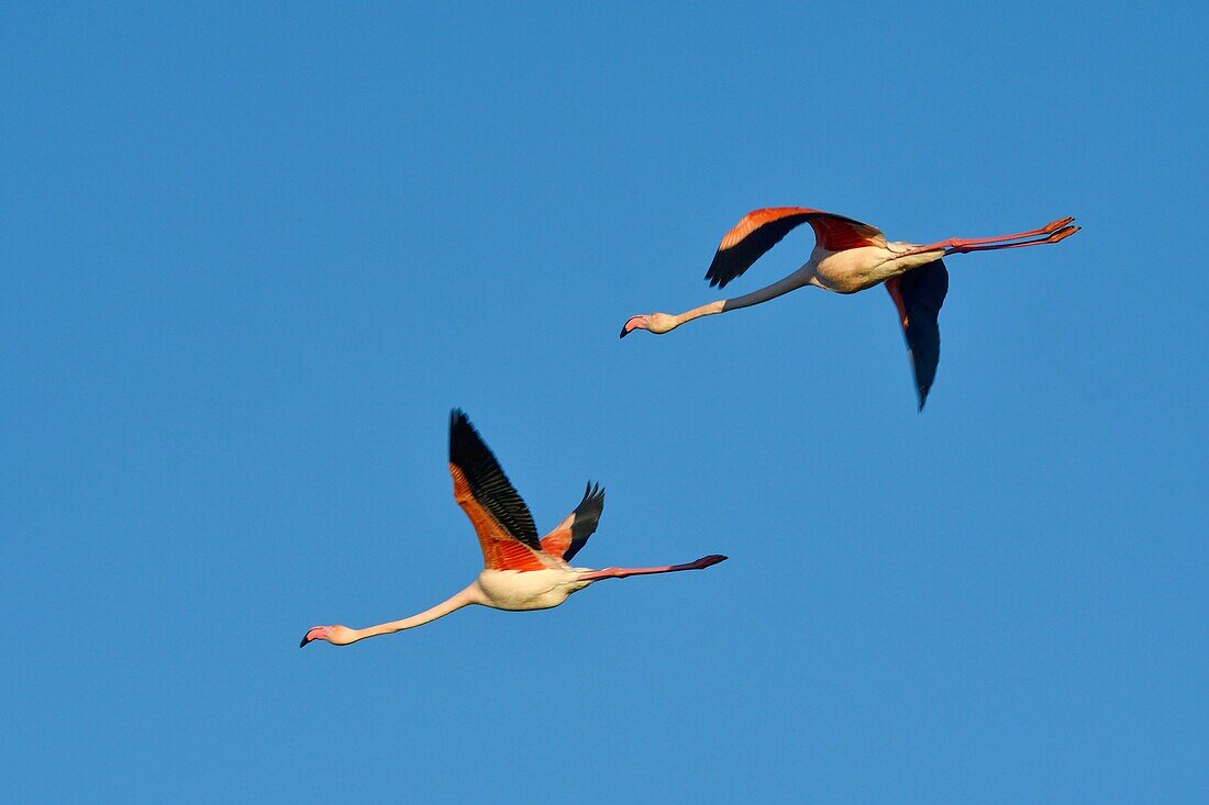 Frankreich, Bouches du Rhone, Camargue, Naturschutzgebiet Pont de Gau, Flamingos (Phoenicopterus roseeus), Flug