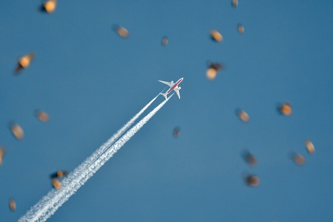 Frankreich, Doubs, Schweizer Grenze, Vogel, Buchfink (Fringilla montifringilla), der sich im Schlafsaal für die Nacht versammelt, Mond und Langstreckenflugzeug im Hintergrund