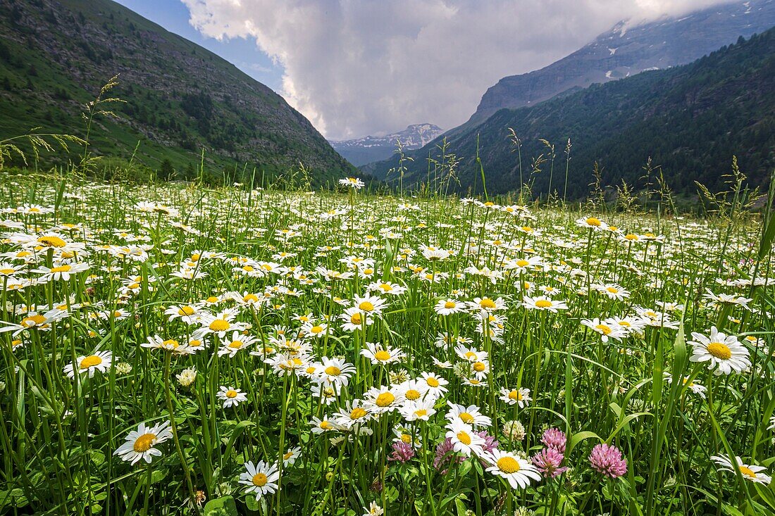 France, Hautes Alpes, Ecrins National Park, Champsaur, Drac Noir valley, Prapic, flowerbed of Max Chrysanthemum (Leucanthemum vulgare)\n