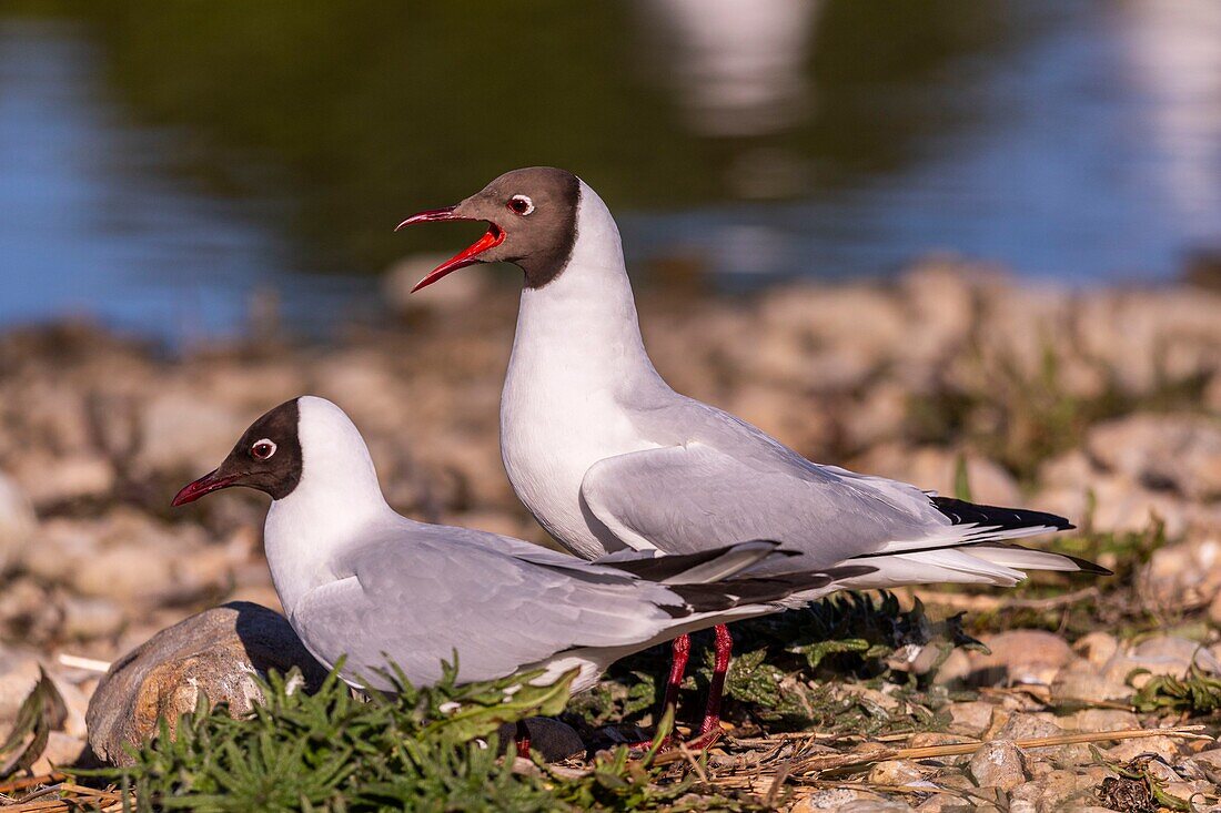 France, Somme, Baie de Somme, Le Crotoy, The Marsh du Crotoy welcomes each year a colony of Black-headed Gull (Chroicocephalus ridibundus), which come to nest and reproduce on islands in the middle of the ponds\n