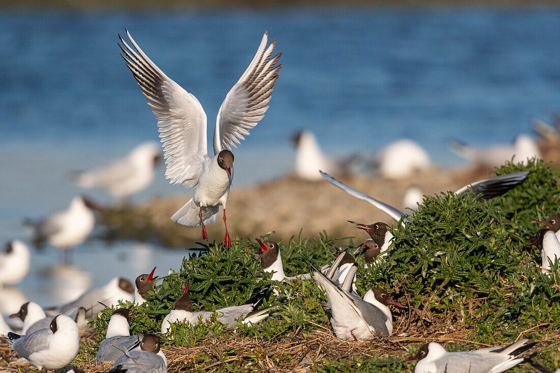 France, Somme, Bay of the Somme, Crotoy Marsh, Le Crotoy, every year a colony of black-headed gulls (Chroicocephalus ridibundus - Black-headed Gull) settles on the islets of the Crotoy marsh to nest and reproduce\n