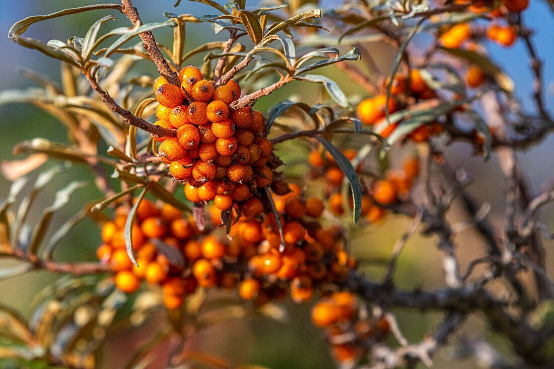 France, Somme, Bay of the Somme, Le Hourdel, Sea buckthorn berries (Hippophae rhamnoides) gathered to make jam\n