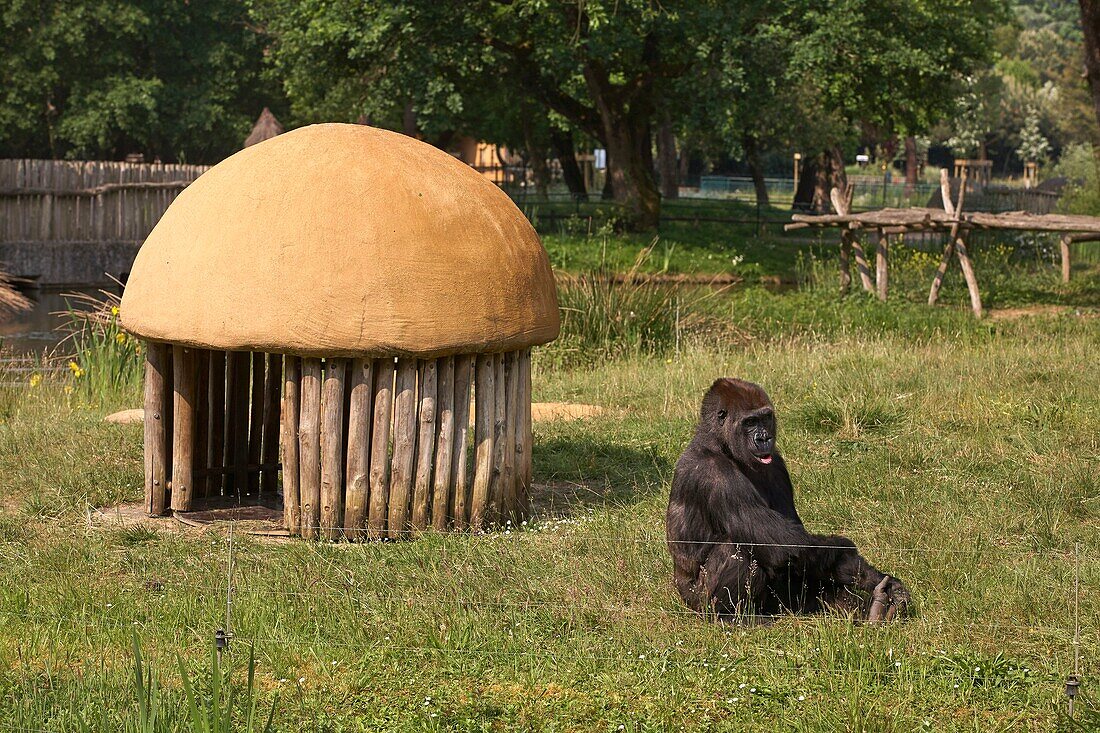 France, Charente Maritime, Les Mathes, La Palmyre zoo, Lowland gorilla (Gorilla gorilla)\n