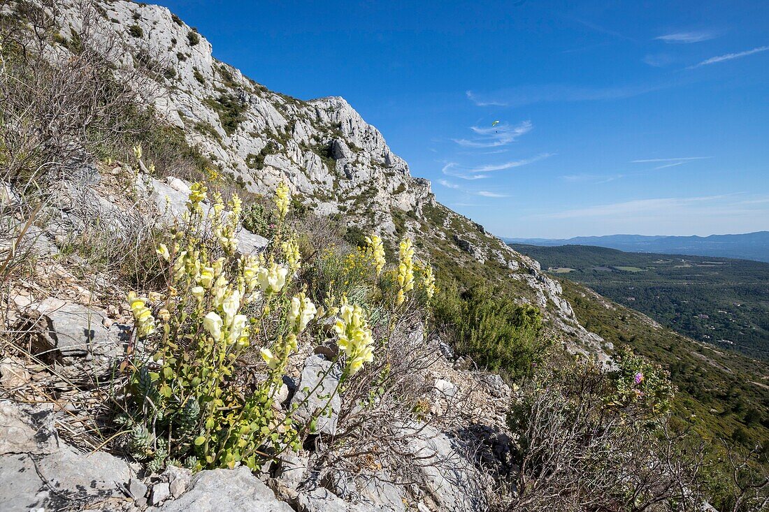 France, Bouches du Rhône, Pays d'Aix, Great Sainte-Victoire Site, Sainte-Victoire Mountain, Broad-leaved Snapdragon (Antirrhinum latifolium)\n