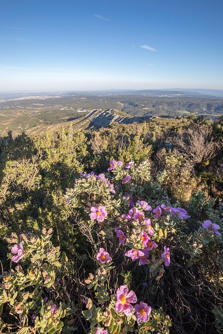 Frankreich, Bouches du Rhône, Pays d'Aix, Grand Site Sainte-Victoire, Berg Sainte-Victoire, Blaue Zistrose (Cistus albidus) auf dem Blauen Imoucha-Pfad