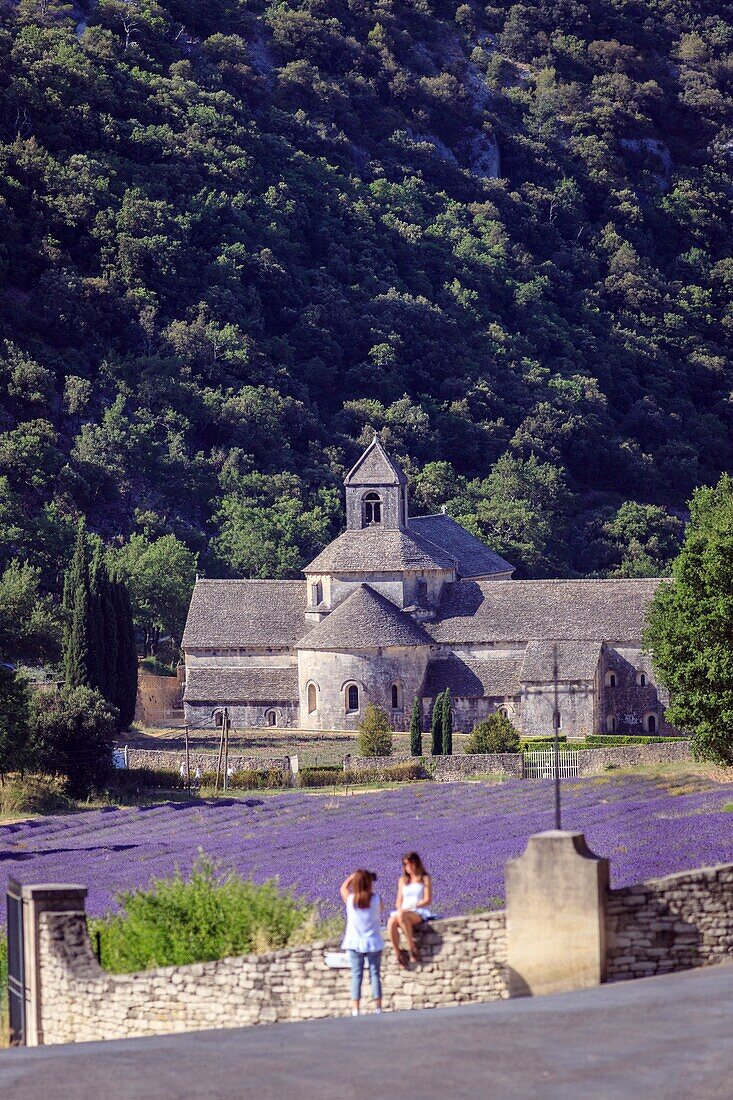 France, Vaucluse, municipality of Gordes, tourists in front of a field of lavender of the abbey Notre Dame de Senanque of the XIIth century\n