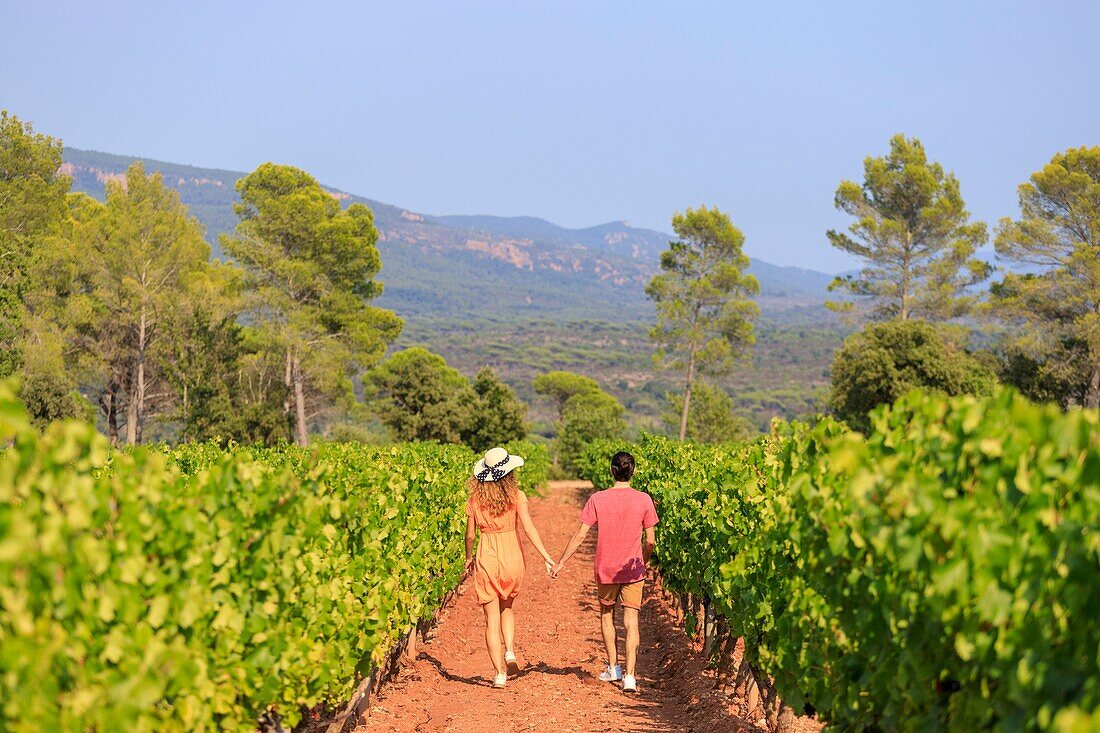 Frankreich, Var, La Motte, Spaziergang eines jungen Paares im Weinberg AOP Côtes de Provence des Château des Demoiselles